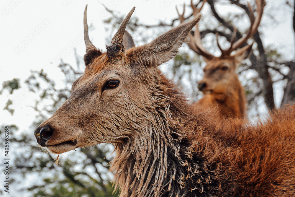 Close up of deer couple on the mountain. Close up of deer couple on the mountain.