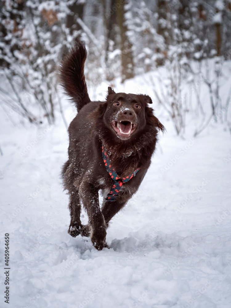 Szczęśliwy pies biegnie po śniegu  - obrazy, fototapety, plakaty 
