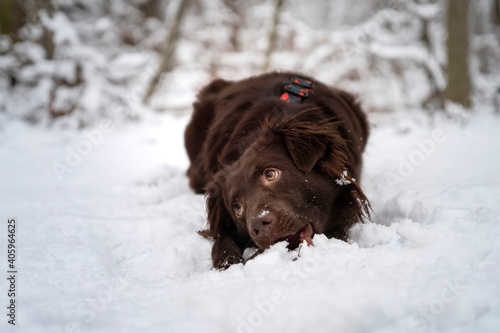 Pies bawiący się śniegiem