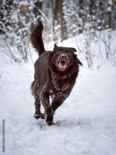 Szczęśliwy pies biegnie po śniegu 