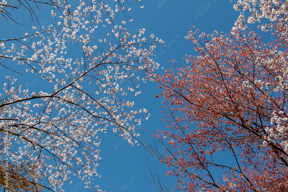 風景素材 三井寺の桜 風景素材 三井寺の桜