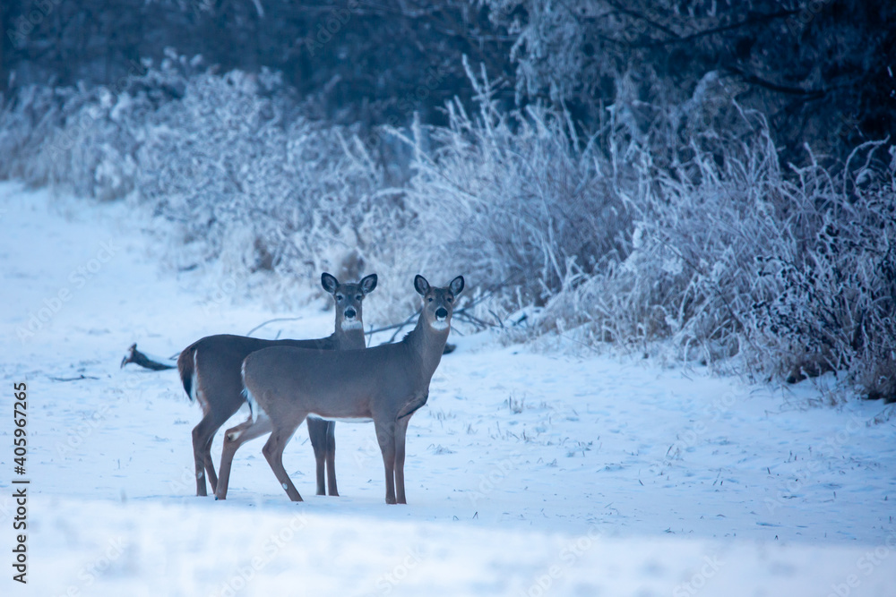 White-tailed deer (Odocoileus virginianus) in a field on the edge of a Wisconsin forest in the winter White-tailed deer (Odocoileus virginianus) in a field on the edge of a Wisconsin forest in the winter