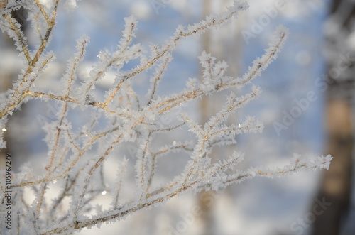 Tree branches covered in ice 