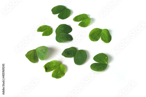 Bauhinia acuminata Rounded Green leaves on white background