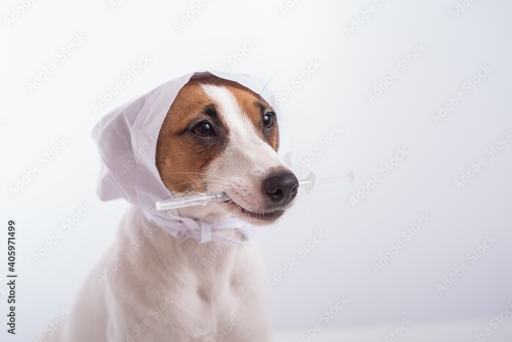 Little dog jack russell terrier in a doctor's headdress with a syringe in his mouth on a white background. Copy space