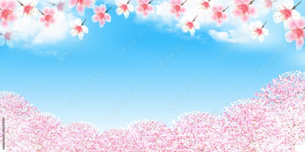 桜 花 春 背景 桜 花 春 背景