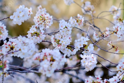 桜満開