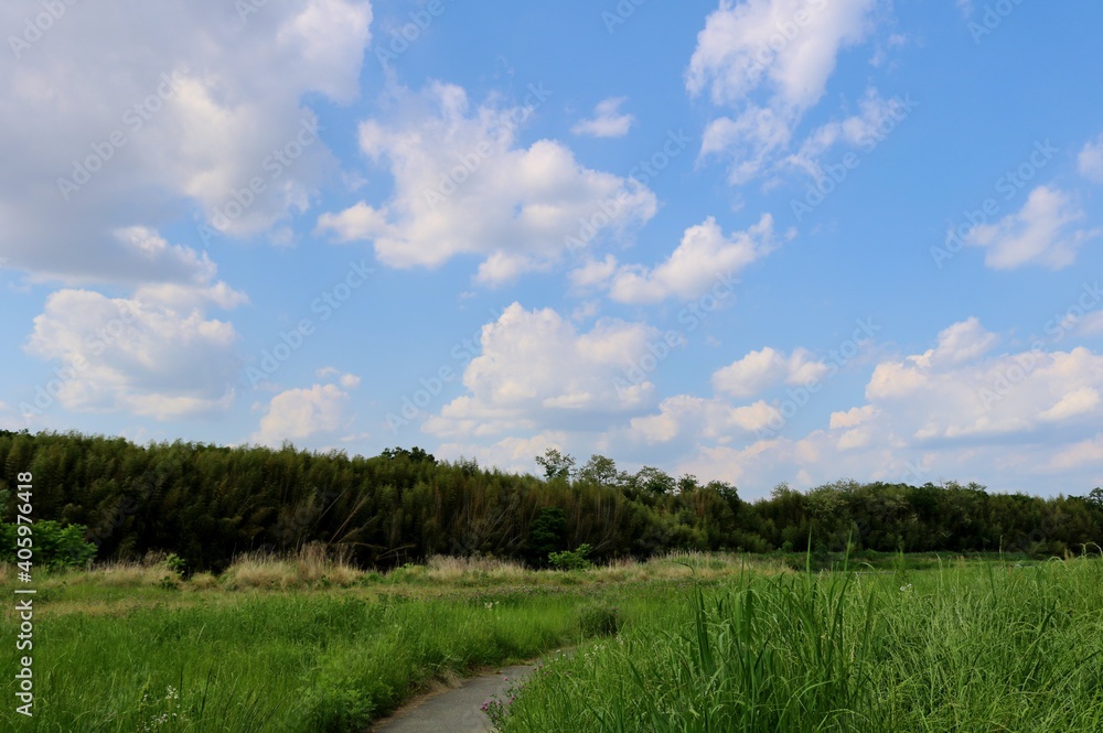 Naklejka premium 春 青空 河川敷 道 風景