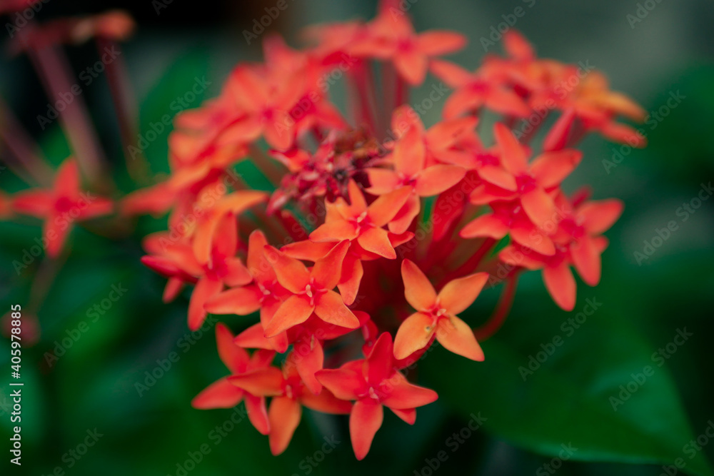Blurred dark green leaf background and focus on some red star-shaped flowers and red stamens Blurred dark green leaf background and focus on some red star-shaped flowers and red stamens