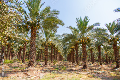 Cultivation of date palms in Israel. Agriculture in the Middle East. Palm Grove. 