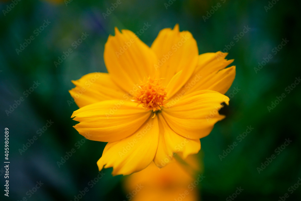 A yellow flower called the sulfur cosmos flower with a blurry background of dark green leaves or bokeh A yellow flower called the sulfur cosmos flower with a blurry background of dark green leaves or bokeh