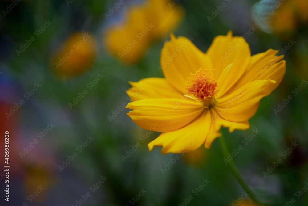 A yellow flower called the sulfur cosmos flower with a blurry background of dark green leaves or bokeh A yellow flower called the sulfur cosmos flower with a blurry background of dark green leaves or bokeh