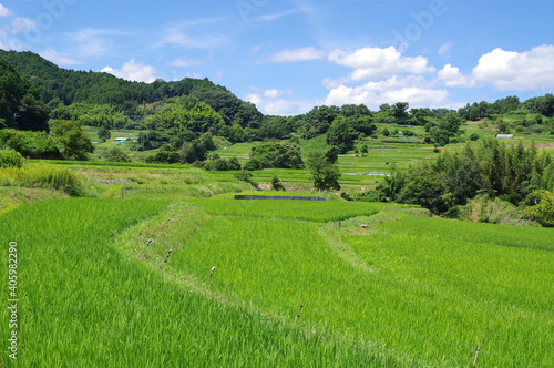 日本の田園風景