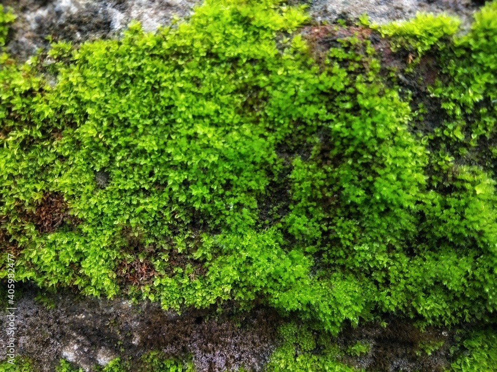 green moss on the stone wall