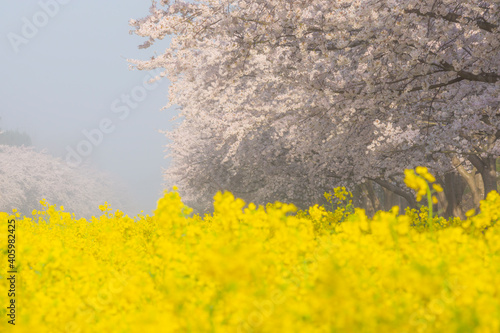 朝もやに霞む桜と菜の花