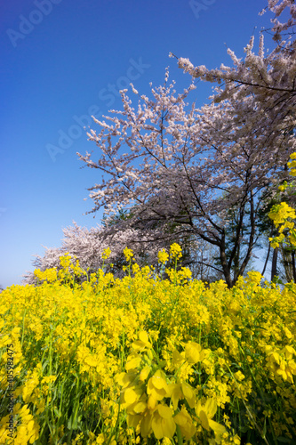 桜と菜の花畑 © zikko2020
