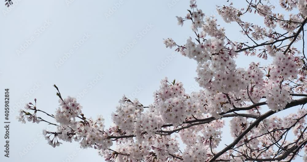 桜の花びらが散っている様子 桜の花びらが散っている様子