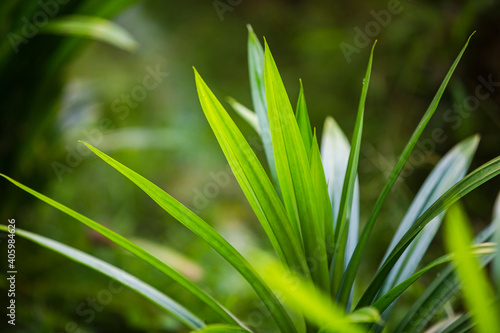 Close up of Pandan plant