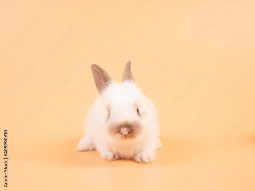 White adorable baby rabbit on yellow background. Cute baby rabbit.