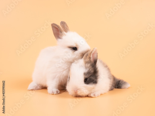 Two adorable white rabbits sitting on a yellow background. Two lovely rabbit sitting together photo