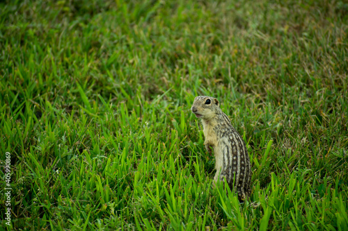 squirrel in the grass