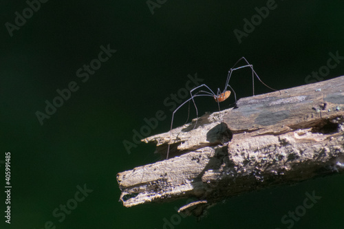 ant on a tree