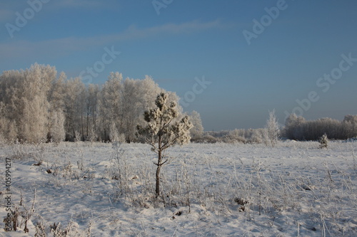 winter in Siberia nature forest in the snow trees