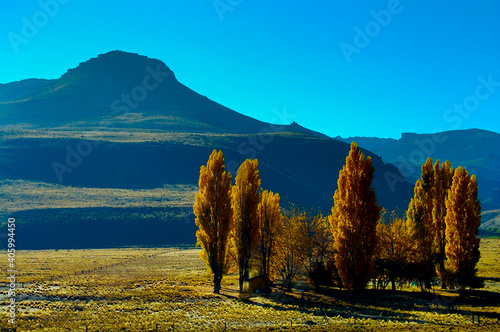 Fotografie, Obraz Poplar Trees - Patagonia - Argentina