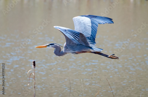 Fotografia, Obraz great blue heron ardea cinerea