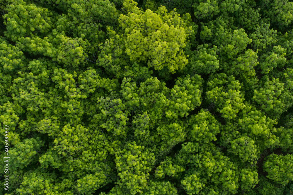 Aerial top view forest tree,Green forest That are abundant Making the ecosystems in this region perfect.