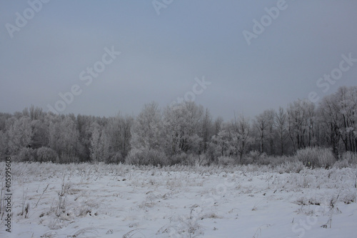 Wallpaper Mural winter in Siberia nature forest in the snow trees Torontodigital.ca