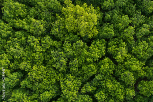 Aerial top view forest tree,Green forest That are abundant Making the ecosystems in this region perfect.