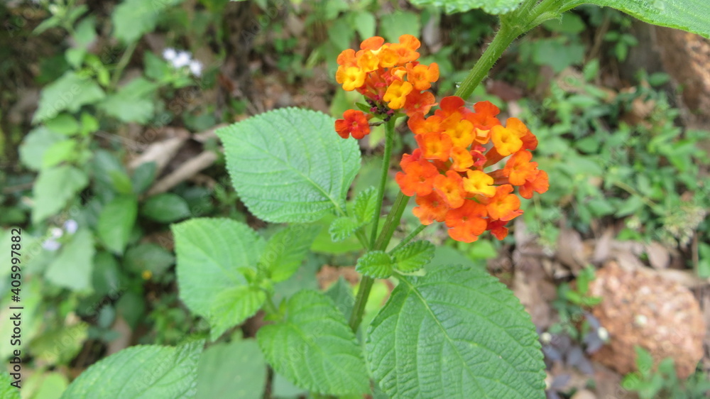 nature beautiful bloom west indian lantana nature beautiful bloom west indian lantana