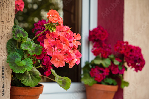 pelargonium flowers in the pot