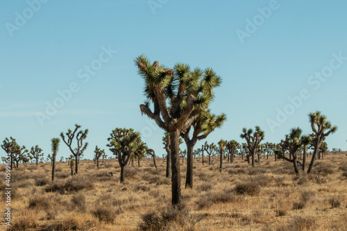 Joshua Tree in a hot sunny winter  and windy.