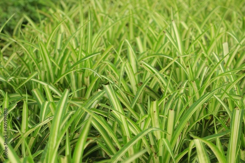 green grass in the wind