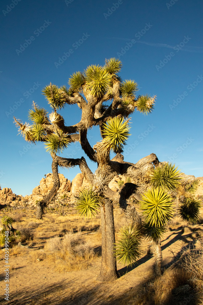 Joshua Tree in a hot sunny winter, and windy.
