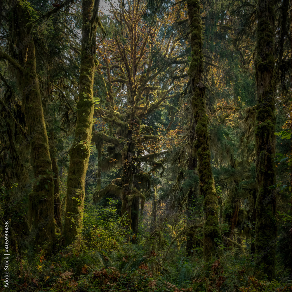 Alien looking vegetation surrounds you in Olympic National Park Washington State USA