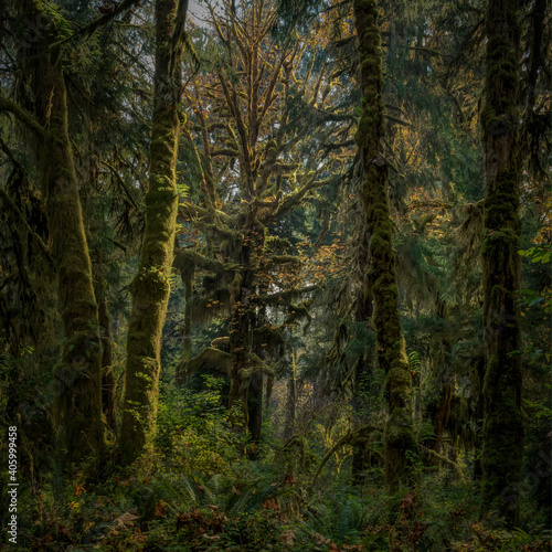 Fototapeta Naklejka Na Ścianę i Meble -  Alien looking vegetation surrounds you in Olympic National Park Washington State USA