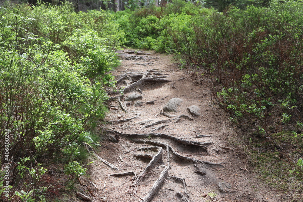 Wurzeln Weg Wandern Fichtelgebirge Wurzeln Weg Wandern Fichtelgebirge