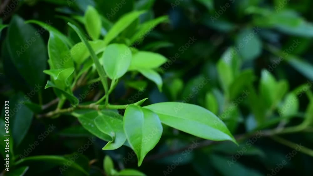 The green leaves in the garden looked fresh.