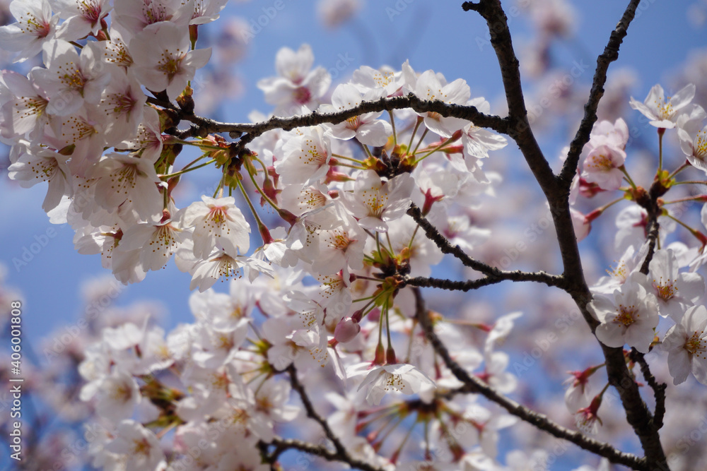 京都　満開の桜　イメージ