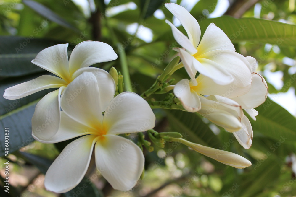 Naklejka premium flores japonesas