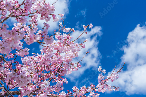 春の陽気に誘われて桜を見歩く。