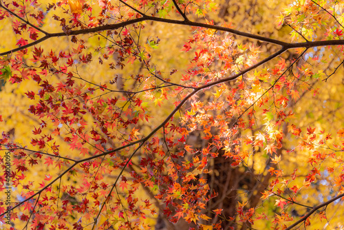 紅葉のある風景