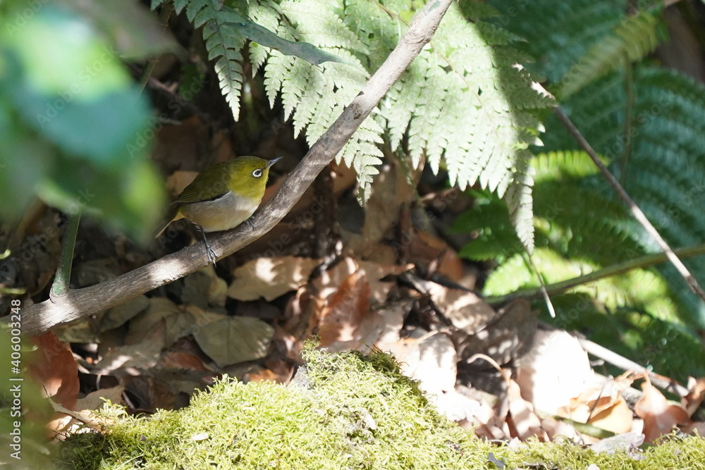 white eye on the moss white eye on the moss