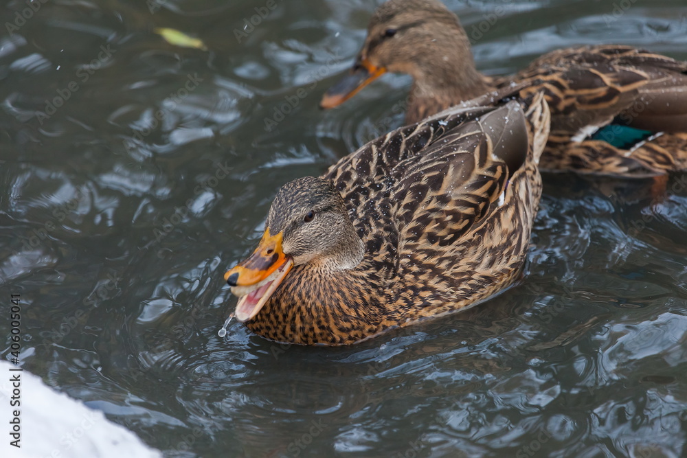 Bird duck in a city Park in autumn Bird duck in a city Park in autumn