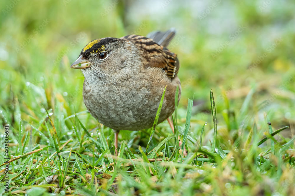 close up of a cute golden-crowned sparrow searching for food among the green grasses in the park close up of a cute golden-crowned sparrow searching for food among the green grasses in the park