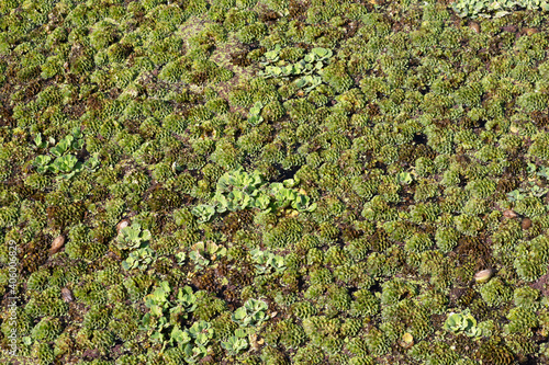 water lettuce, nile cabbage, water cabbage closeup for background