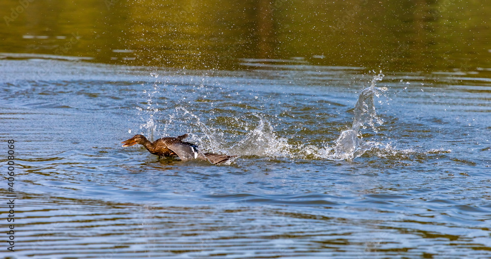 Fototapeta premium Ducks on the water pond in summer closeup